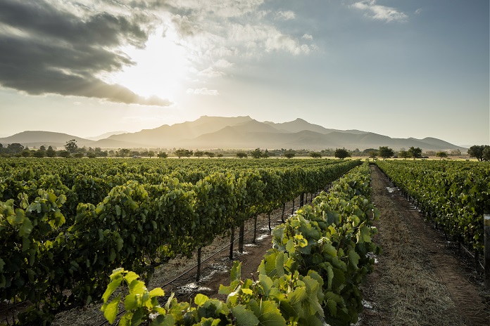 Beck - vineyard with Mountain